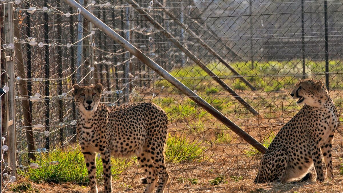 Al doilea ghepard african a murit în Parcul Național Kuno din India AP22250481530895 1682326816