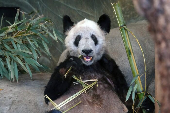 Milioane de chinezi salută panda înapoi acasă după ce au stat în SUA AP23116678884789 1682649389