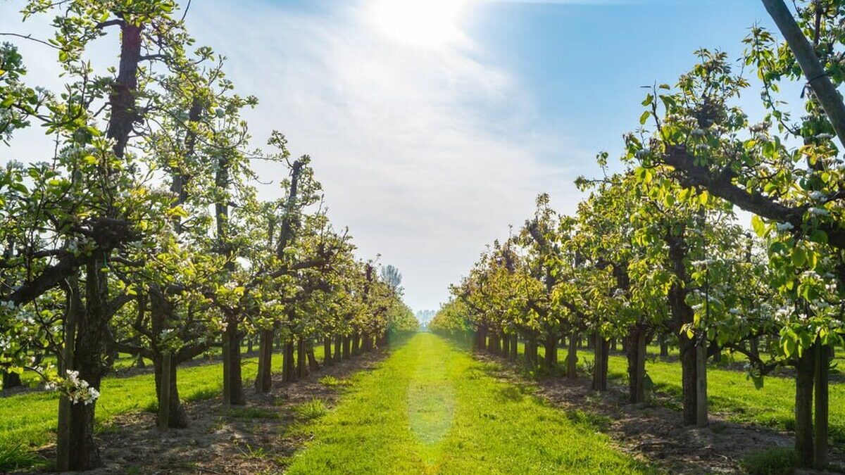 Rows,With,Old,Plum,Or,Pear,Fruit,Trees,With,White