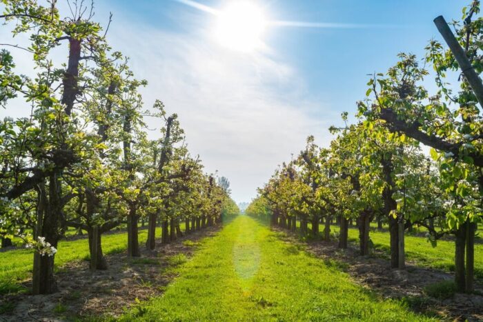 Rows,With,Old,Plum,Or,Pear,Fruit,Trees,With,White