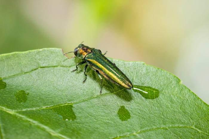 Smaraldul frasinului pe o frunză verde