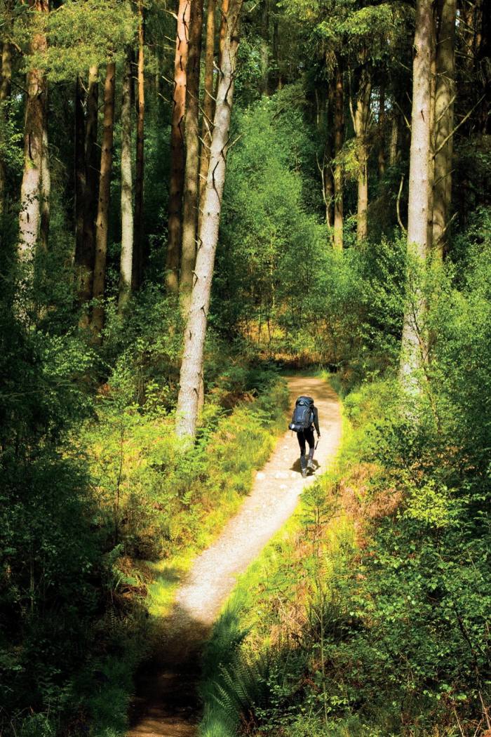 Un plimbător pe o potecă printr-o pădure
