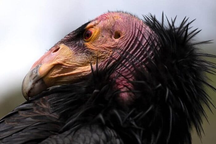 Vaccin împotriva gripei aviare autorizat pentru utilizare de urgență la condori în California 16CONDORS vfzk facebookJumbo