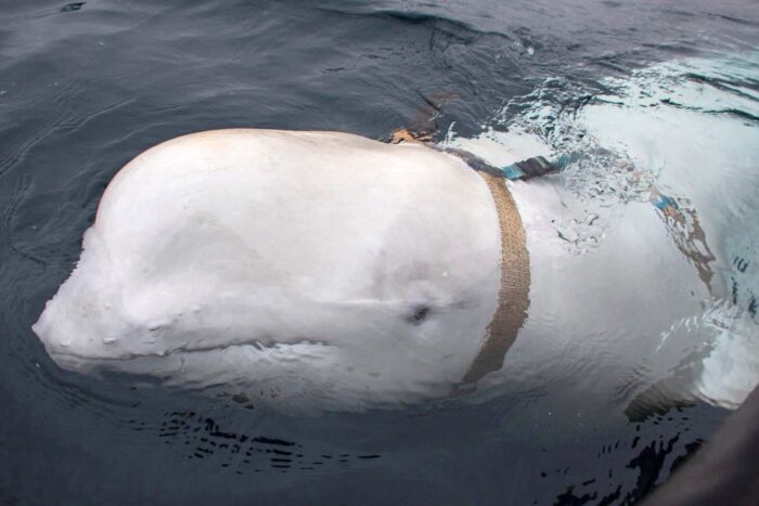 Balena „spion” rusească Hvaldimir a fost observată în largul coastei Suediei 2019 04 29T000000Z 431100983 RC13B16E01F0 RTRMADP 3 NORWAY WHALE 1685406760