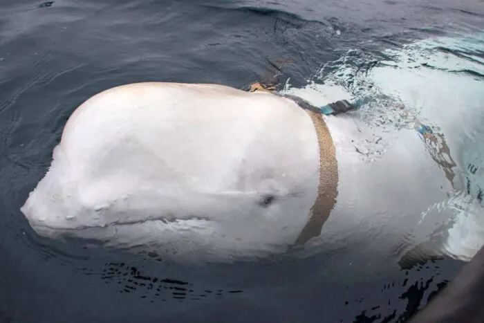 2019-04-29T000000Z_431100983_RC13B16E01F0_RTRMADP_3_NORWAY-WHALE-1685406760.jpg