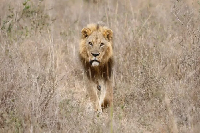 2022-09-15T000000Z_106137660_RC2MHW90PWAT_RTRMADP_3_KENYA-WILDLIFE-1684051719.jpg