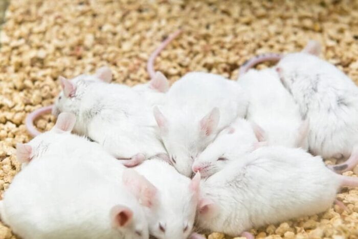 25SLEEPING MICE 1 facebookJumbo v2