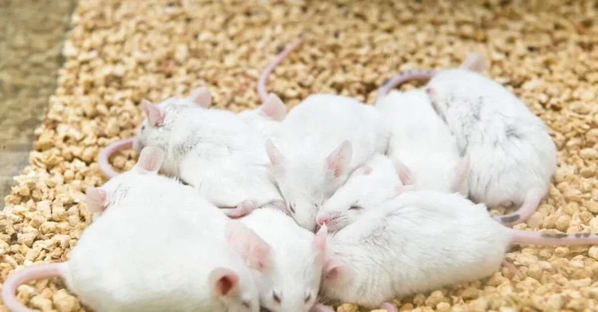 25SLEEPING-MICE-1-facebookJumbo-v2.jpg