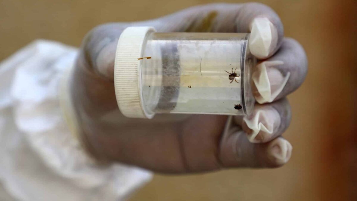 Două decese cauzate de virusul Congo provoacă alarma în Pakistan 32B47FG highres 1683537721