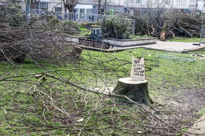 Arborele-cea-mai-politica-dintre-plante.jpg
