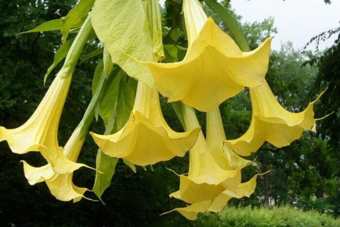 Datura, măr cu spini. Informații despre proiectarea plantelor de grădină. Datura mar cu spini Informatii despre proiectarea plantelor de gradina