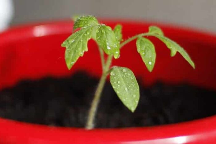 growing tomato seeds 750x450