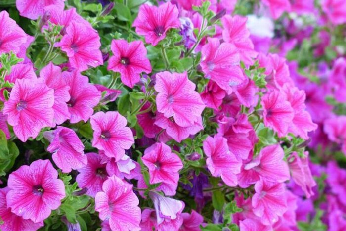 plant care for petunia annual flower information 700x450