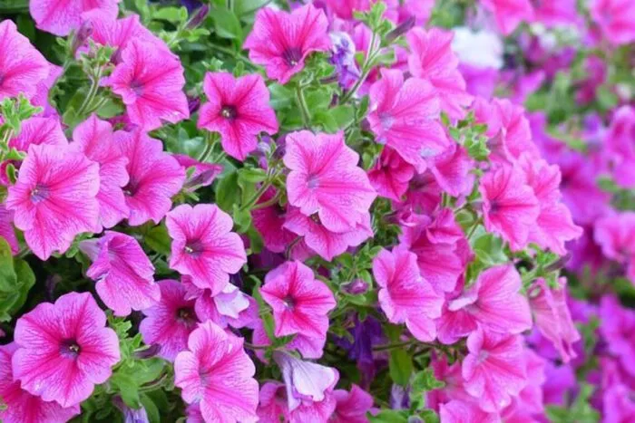 plant-care-for-petunia-annual-flower-information-700x450.jpg