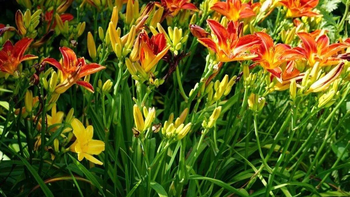 watering-a-garden-750x450.jpg