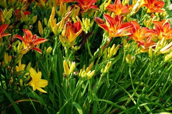 Irigarea culturilor sau grădinilor watering a garden 750x450