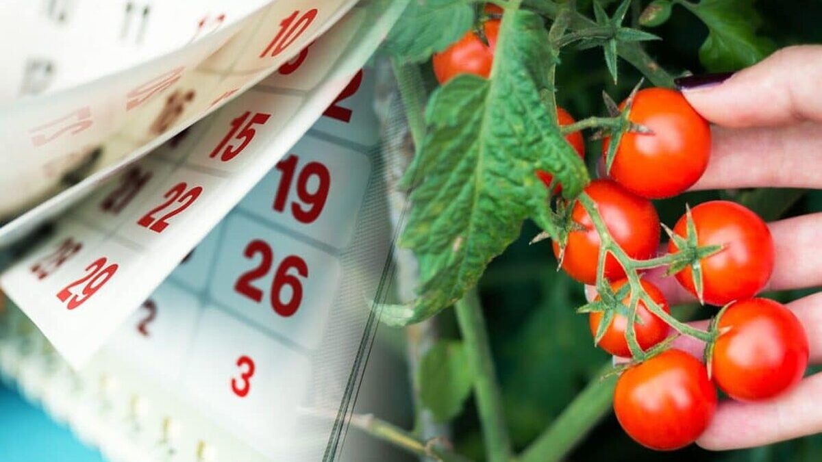Ce să faci răsadurilor de roşii în luna iunie pentu a avea o recoltă aşa bogată? Ce sa faci rasadurilor de rosii in luna iunie Asa