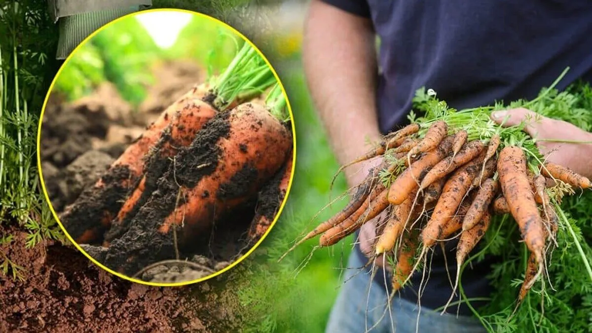 Cu-ce-sa-hranesti-solul-in-care-ai-plantat-morcovi.jpg
