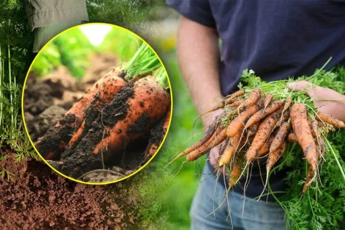 Cu-ce-sa-hranesti-solul-in-care-ai-plantat-morcovi.jpg