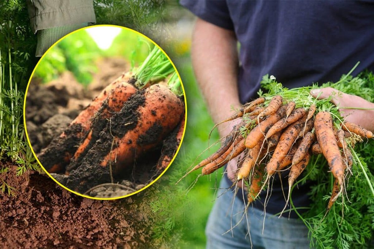 Cu ce să hrănești solul în care ai plantat morcovi în grădină