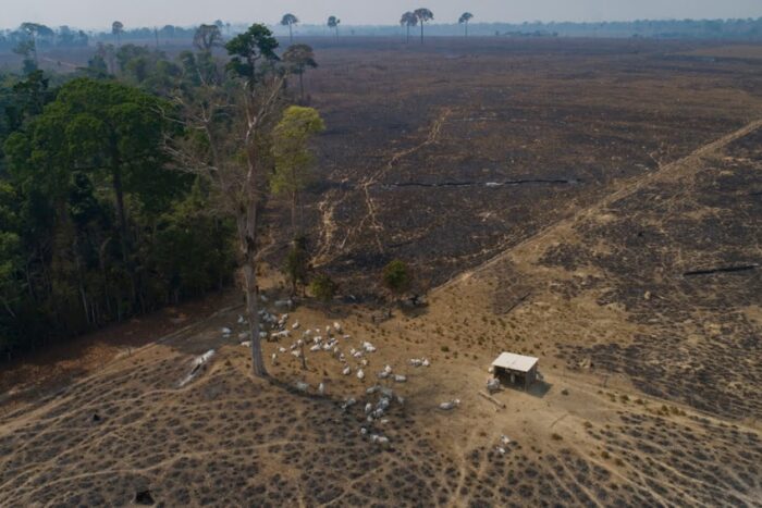 deforestation 1685653610