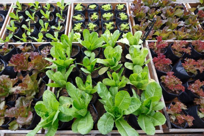 salata gradina