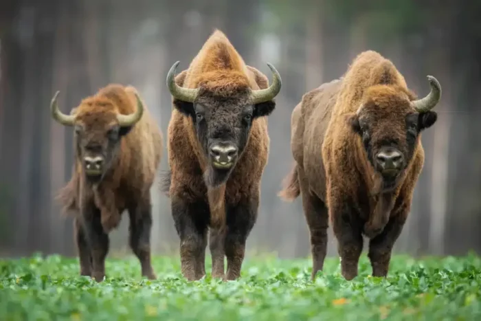 zimbrul animale