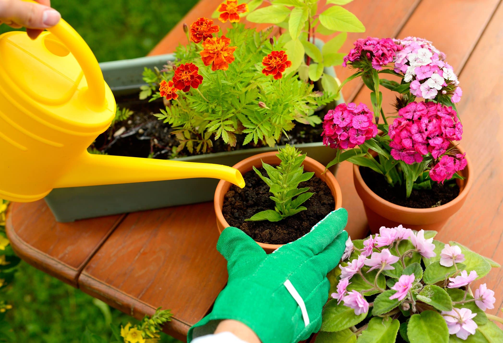 Ce este „Chaos gardening”, noua metodă de a planta în grădină?