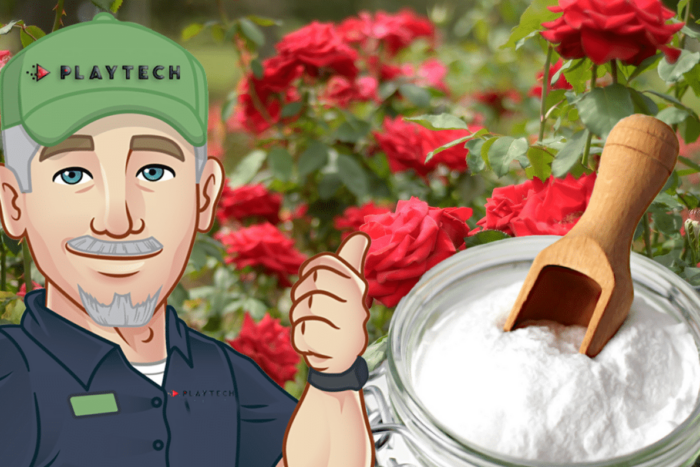 A presarat bicarbonat de sodiu peste trandafiri si a descoperit un truc excelent. Ce s a intamplat in 48 de ore 1024x678