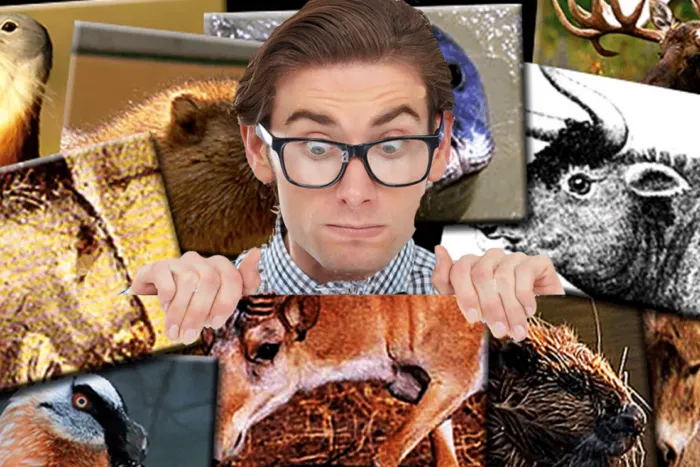 Animalul-care-poate-sa-dispara-din-Romania-Boala-care-face.png