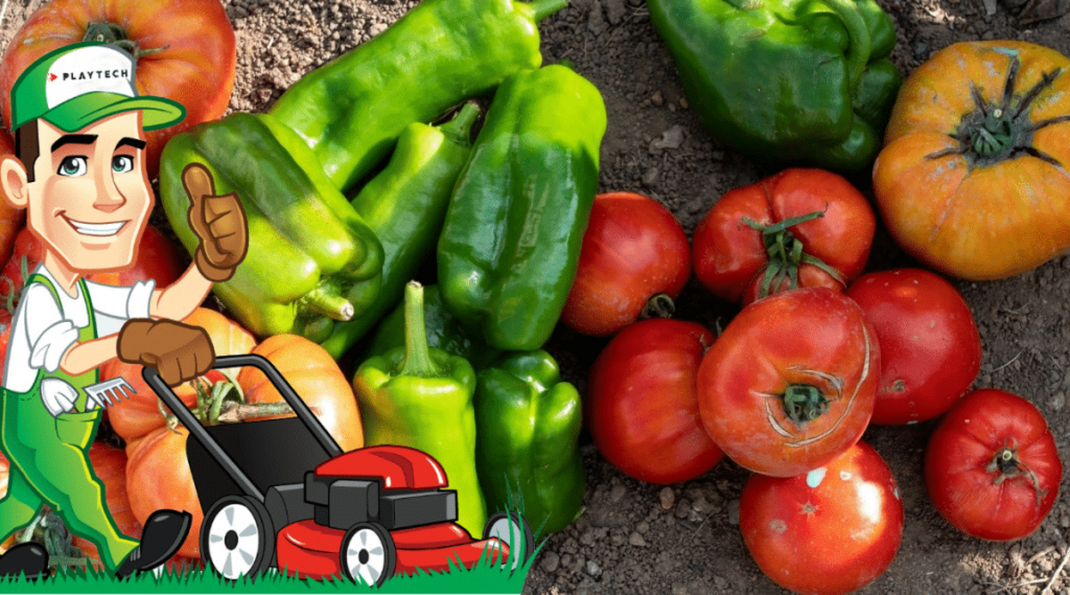 Ce ingrasamant sa pui la ardei si rosii la sfarsit