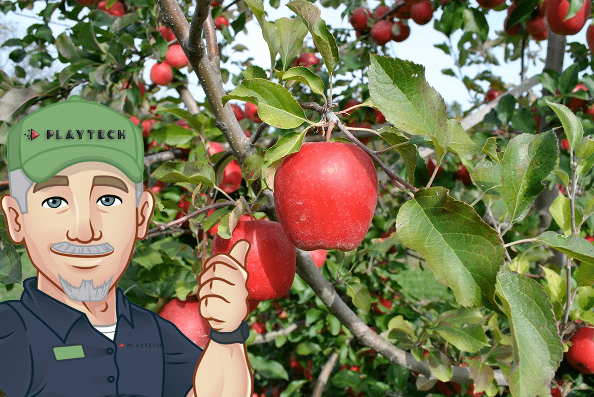 Ce să faci dacă frunzele merilor din livadă se înroşesc sau se răsucesc