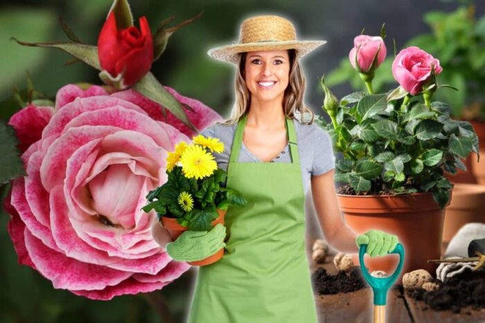 Ce sa faci daca trandafirii din curte au gauri in