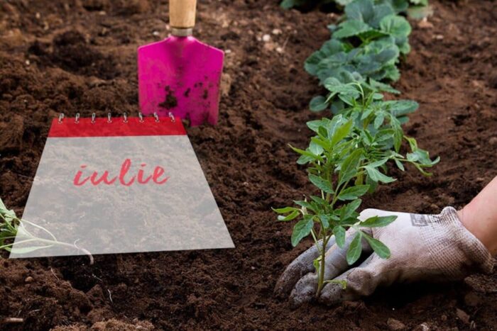 Ce se planteaza in gradina la final de iulie Asa