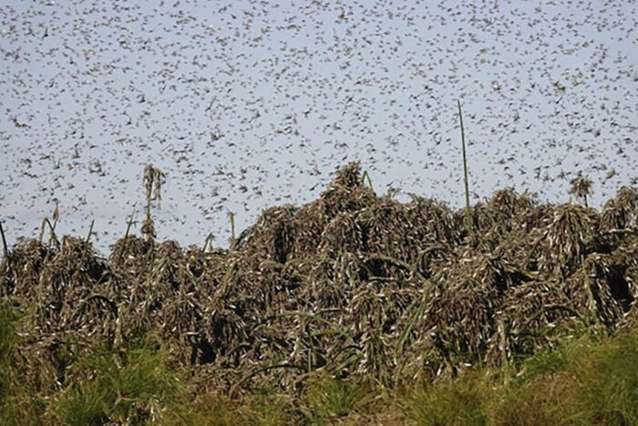 Insecta care a invadat Romania in 2023 Ce prevesteste aparitia