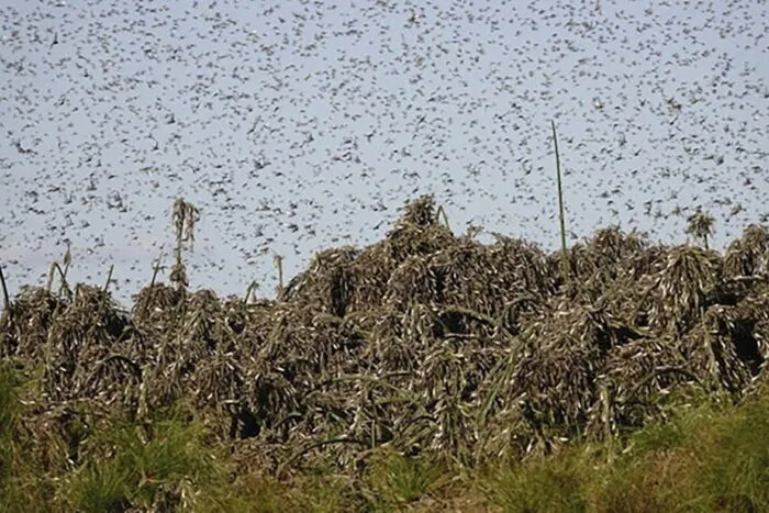 Insecta-care-a-invadat-Romania-in-2023-Ce-prevesteste-aparitia.jpg