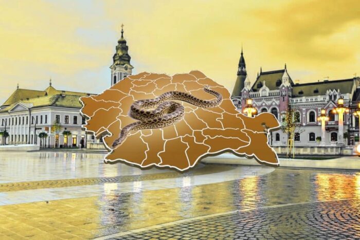 Oradea este orașul din România invadat de șerpi Orasul din Romania invadat de serpi Mare atentie pentru cei