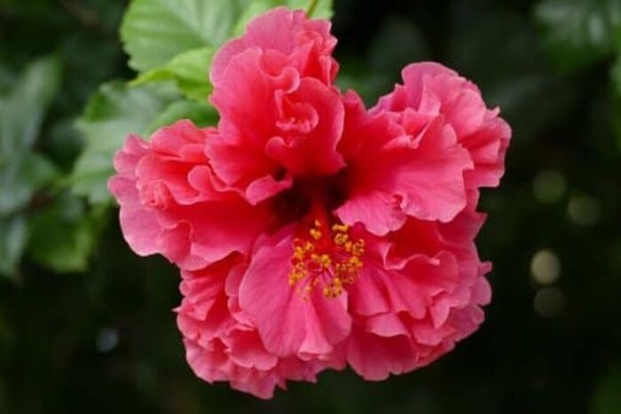 Care sunt plantele de apartament care au flori parfumate? Plantele de apartament care au flori parfumate Solutia naturala pentru
