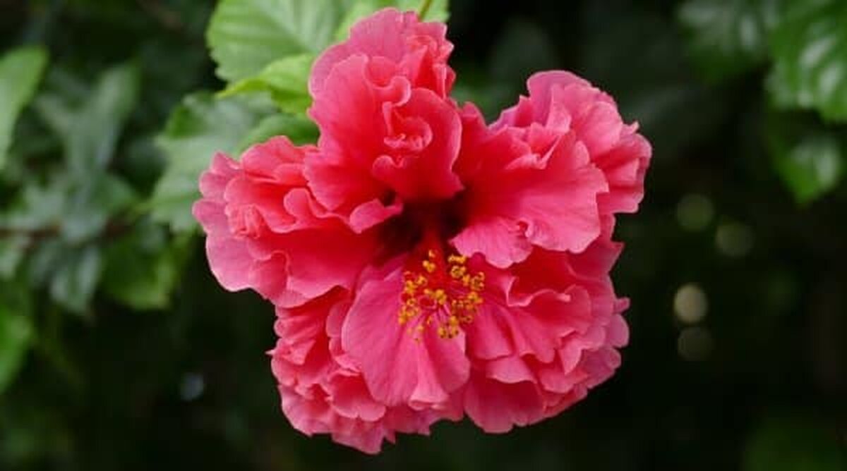 Plantele de apartament care au flori parfumate Solutia naturala pentru