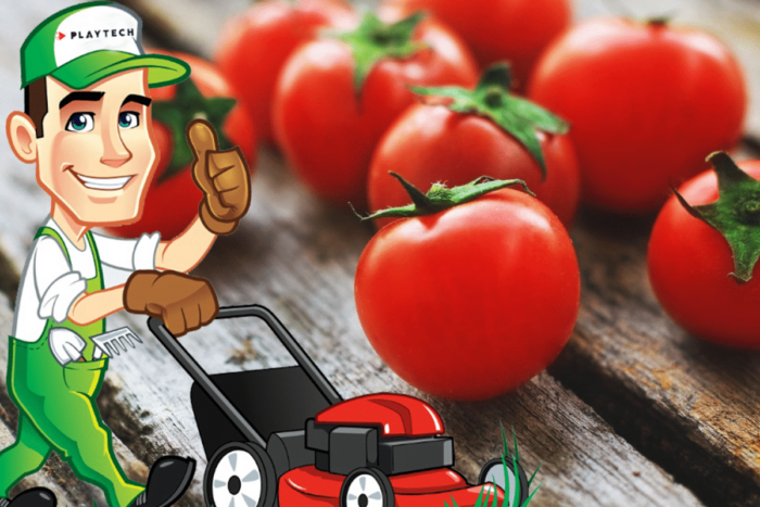 Singurul soi de rosii care rezista la seceta Vei avea