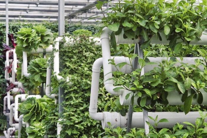 agricultura legume e1692044458266