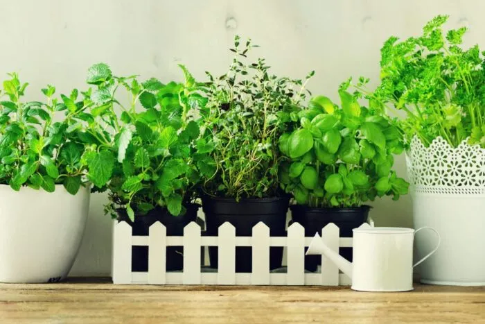 plante-aromatice-scaled.jpg