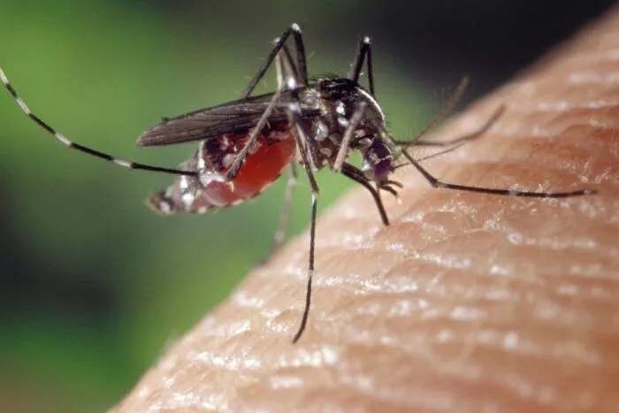 Insectele-mici-mai-periculoase-decat-rechinii-sau-leii-Omoara-sute.jpg