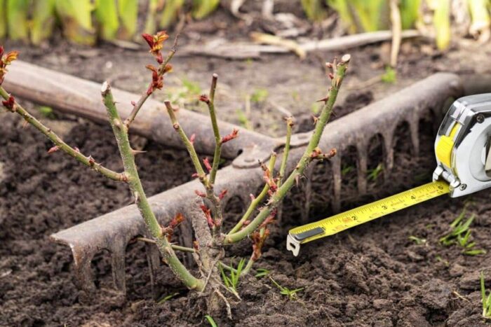 La ce distanta trebuie plantati trandafirii toamna Ce trebuie sa