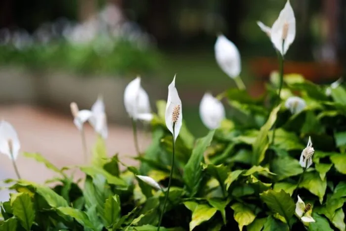 Planta-fericirii-feminine-floarea-la-ghiveci-pe-care-orice-femeie.jpg