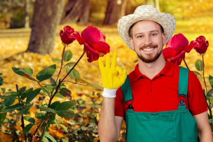 Secretul gradinarilor pentru trandafiri infloriti pana toamna tarziu Dureaza doar