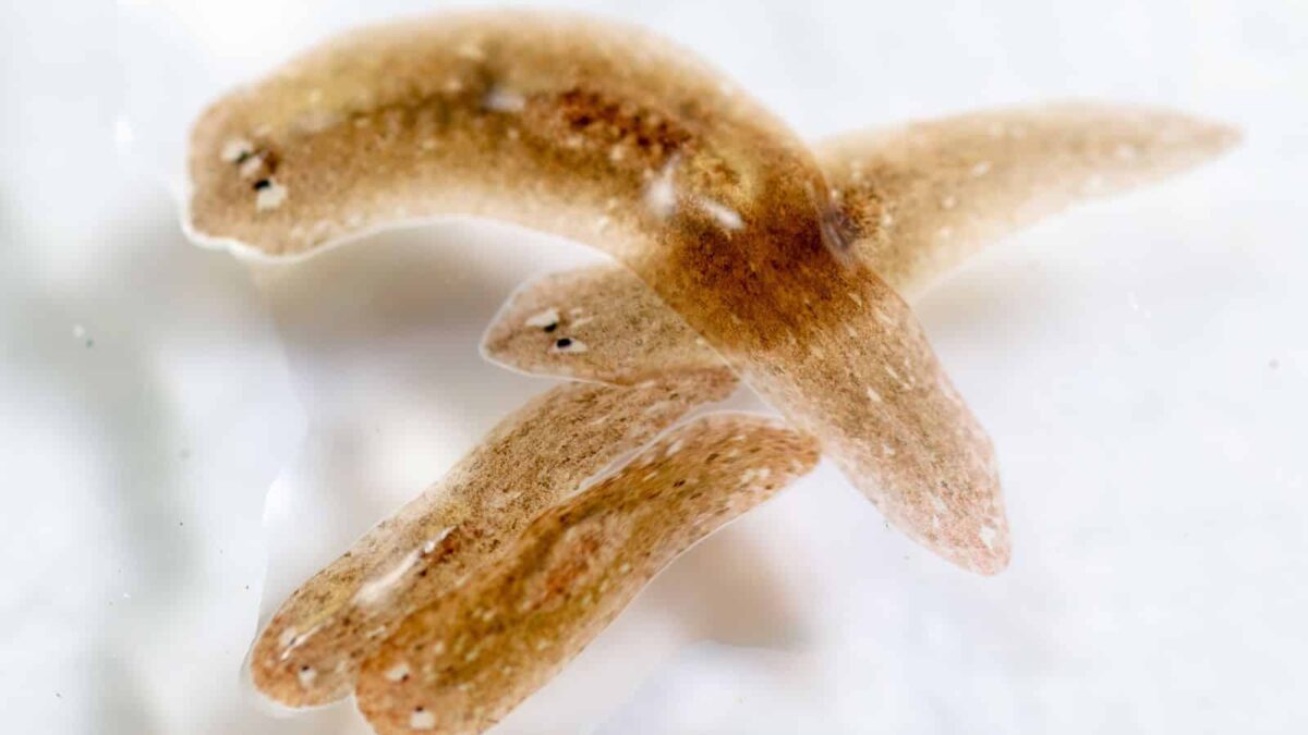 Singurul animal caruia ii creste capul la loc daca ramane