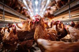 Ce conţin puii care se vând în supermarketuri, de fapt. Ce pot observa multe gospodine când îl gătesc