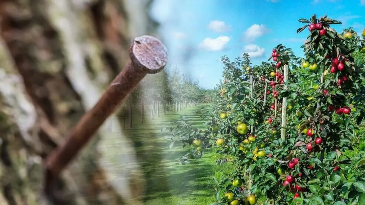 Ce-se-intampla-daca-bati-cuie-ruginite-in-pomii-fructiferi.jpg