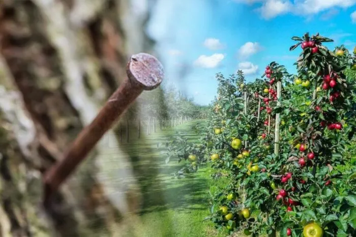 Ce-se-intampla-daca-bati-cuie-ruginite-in-pomii-fructiferi.jpg